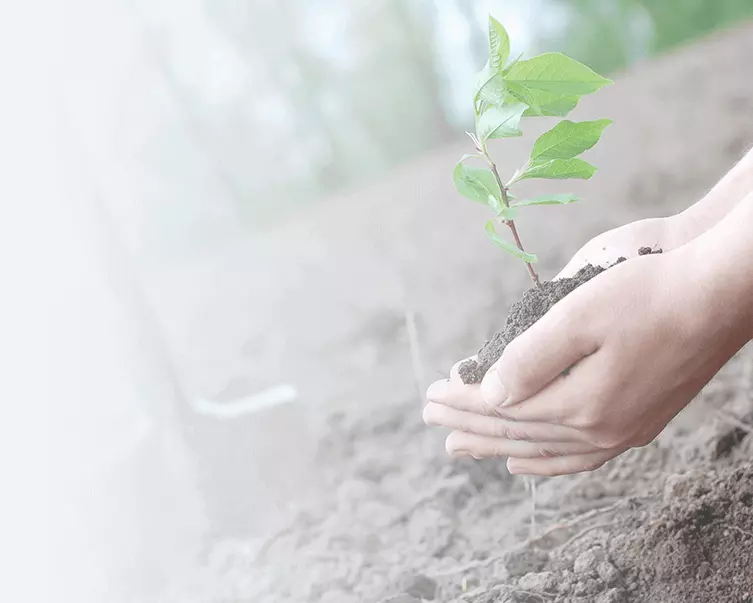 Trees for Cities